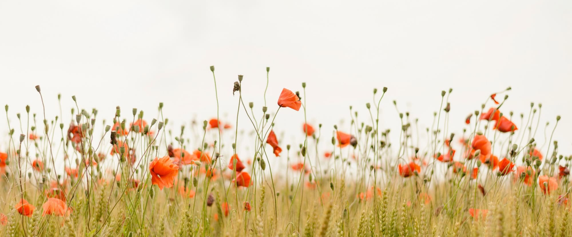 Poppy field