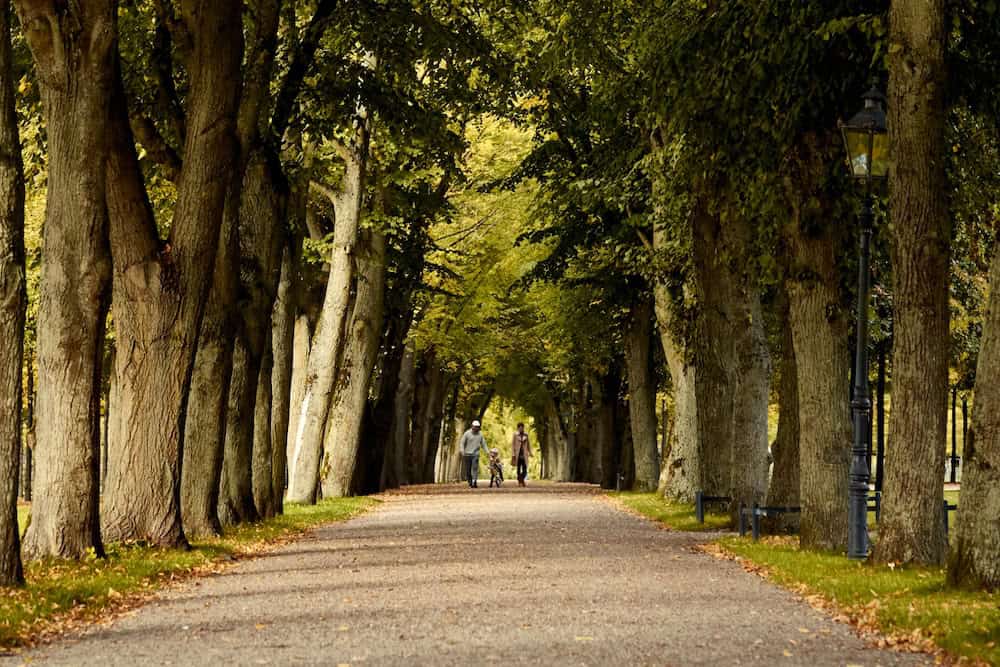 Family walking down tree lined lane