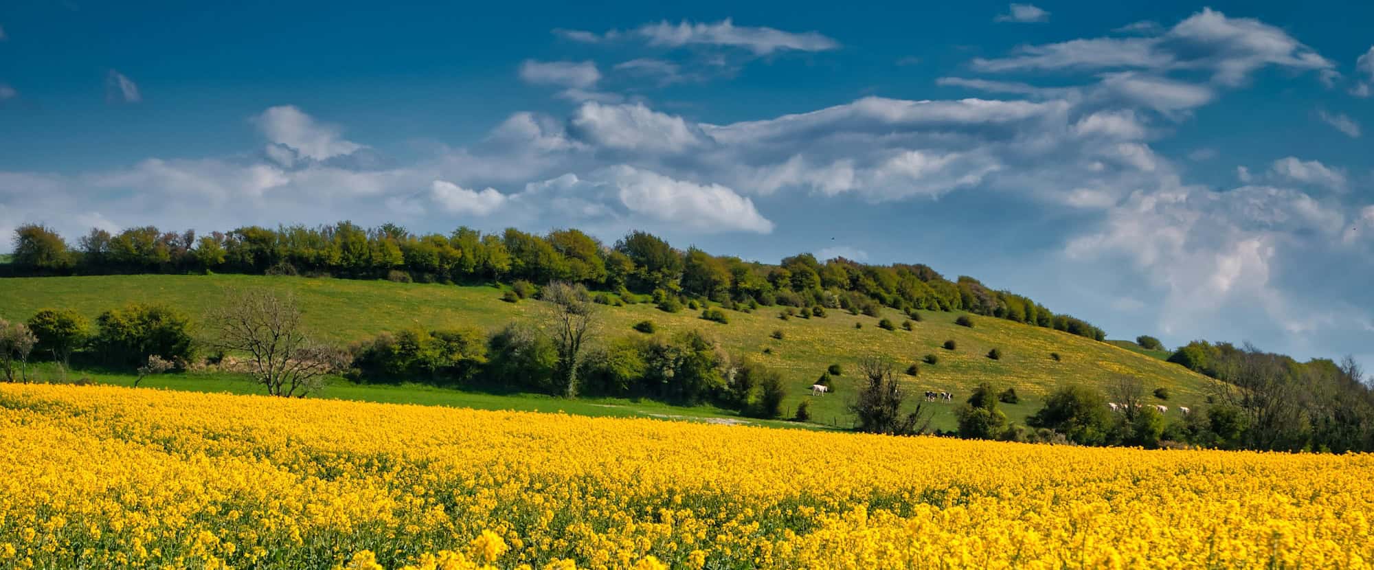 Rapeseed field in front of wooded hill